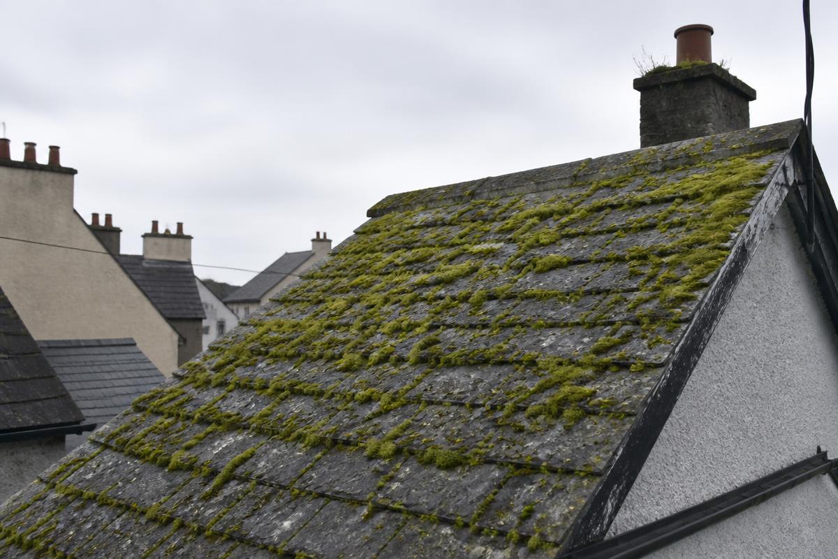 Thick moss growth across the slates of an older pitched roof